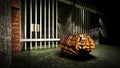 The mind of monster inside prison cell 3d rendering Royalty Free Stock Photo