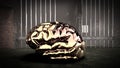 The mind of monster inside prison cell 3d rendering Royalty Free Stock Photo