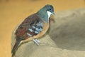 Mindanao bleeding heart dove Royalty Free Stock Photo