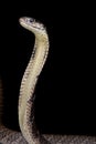 Philippine King cobra Ophiophagus hannah