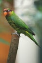 Mindanao lorikeet Royalty Free Stock Photo