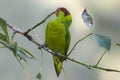 Mindanao Lorikeet, Trichoglossus johnstoniae, on perch Royalty Free Stock Photo