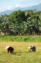 Mindanao, Ricefield Scenery, Harvest time Royalty Free Stock Photo