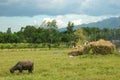 Mindanao, Ricefield Scenery, harvest time Royalty Free Stock Photo