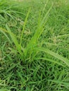 Mindblowing long leaves grass Royalty Free Stock Photo