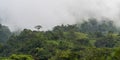 Mindo cloud forest, Ecuador Royalty Free Stock Photo