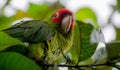 Mindo Parrot Royalty Free Stock Photo