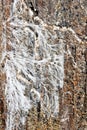 Mine fungus mycelium on damp wood board Royalty Free Stock Photo