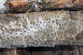 Mine fungus mycelium on old beam Royalty Free Stock Photo