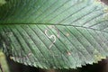 Mine of leaf-miner insect and Sooty mold on leaf of wych elm or Ulmus glabra