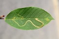 Mine of Lyonetia clerkella Apple leaf-miner on leaf of bird cherry or hackberry Prunus padus