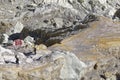 Miner carrying baskets of sulphur out of Ijen crater, Kawah Ijen