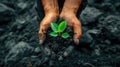 a miner& x27;s hands delicately planting a green plant amidst a coal heap, a commitment to environmental stewardship