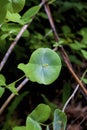 MinerÃ¢â¬â¢s Lettuce 814551