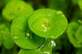 Miner`s lettuce, Indian lettuce, spring beauty, Claytonia perfoliata Royalty Free Stock Photo