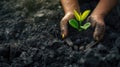 a miner& x27;s hands delicately planting a green plant amidst a coal heap, a commitment to environmental stewardship