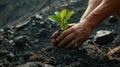 a miner& x27;s hands delicately planting a green plant amidst a coal heap, a commitment to environmental stewardship