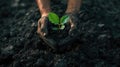 a miner& x27;s hands delicately planting a green plant amidst a coal heap, a commitment to environmental stewardship