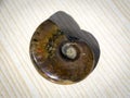 Mineral Ammonite, collection stone.