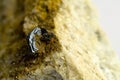 Mineral of biotite
