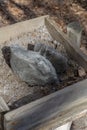 A mineral lick in the forest. Salt blocks ready for the wild animals