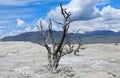 Minerva terrace with dead bobby sock tree at Mammoth Hot Springs Yellowstone National Park