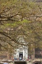 The Mingun Pahtodawgy behind a tree