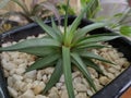 mini agave plants used as plants on the table