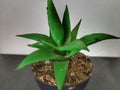 mini aloevera with its green leaves is very suitable for home decoration
