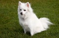Mini American Eskimo Dog Royalty Free Stock Photo