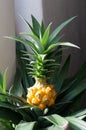 Mini ananas plant, decorative yellow beauty