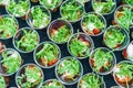 Mini appetizer salad in a glass, tomatoes with mozzarella, arugula and pesto.