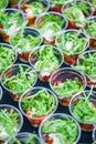 Mini appetizer salad in a glass, tomatoes with mozzarella, arugula and pesto.