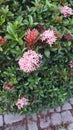 Mini Ashoka ornamental plants that are blooming