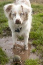 Mini-Aussie in the Mud