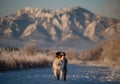 Mini Aussie posing in front of snowy flatiron mountains Royalty Free Stock Photo