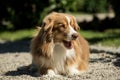 A mini Australian Shepherd lies on a gravel road