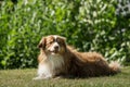 A mini Australian Shepherd is lying in the meadow