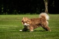 A mini Australian Shepherd plays outside with his leash