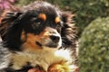 Mini Australian Shepherd Puppy Portrait