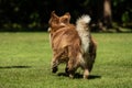 A mini Australian Shepherd is running in the meadow