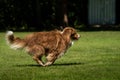 A mini Australian Shepherd is running in the meadow