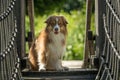 A mini Australian Shepherd is running over a bridge