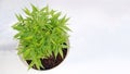 Mini bamboo potplant or pogonatherum monica in pot with a white background Royalty Free Stock Photo