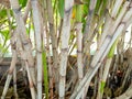 Mini bamboo sticks are suitable for garden decorations that grow wild in the forest Royalty Free Stock Photo