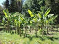 Mini Banana plantation in sunny summer day