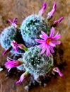 Mini Barrel Desert Spiked Cactus Fushia Pink Flower Blossoms Succulent Native Plant
