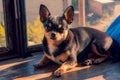 Mini black beige white chihuahua. black brown white chihuahua. A pet is sitting at home. Well-groomed thoroughbred dog Royalty Free Stock Photo