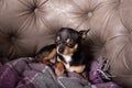 Mini black beige white chihuahua on grey sofa. black brown white chihuahua. A pet is sitting at home on the couch Royalty Free Stock Photo