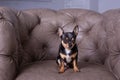 Mini black beige white chihuahua on grey sofa. black brown white chihuahua. A pet is sitting at home on the couch Royalty Free Stock Photo